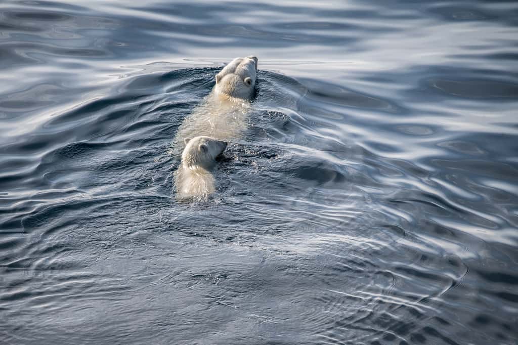 Une mère et son ourson nagent trop