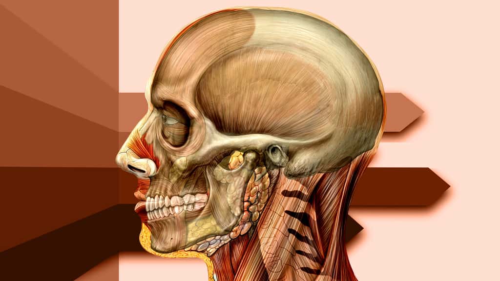Anatomie de la tête de côté avec le crâne