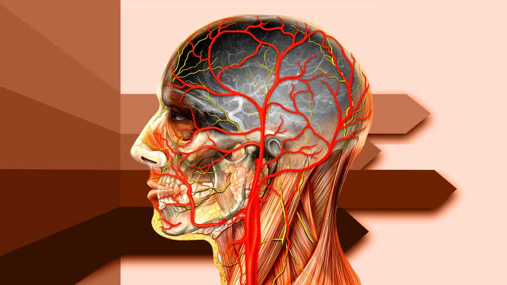 Anatomie de la tête de côté avec les artères carotides