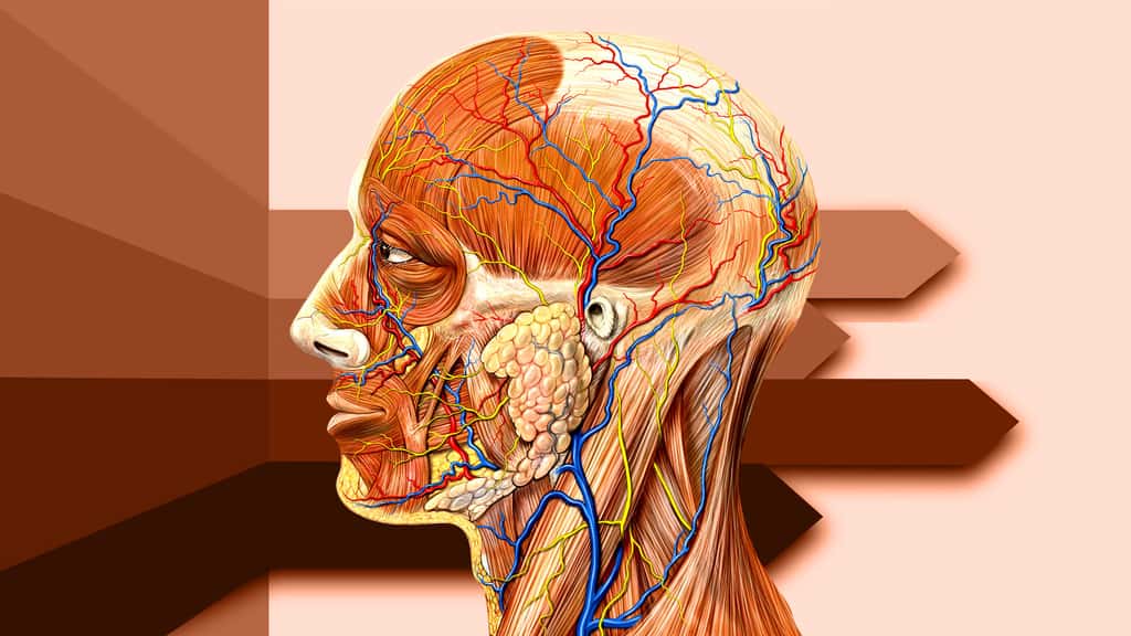 Anatomie de la tête vue de côté
