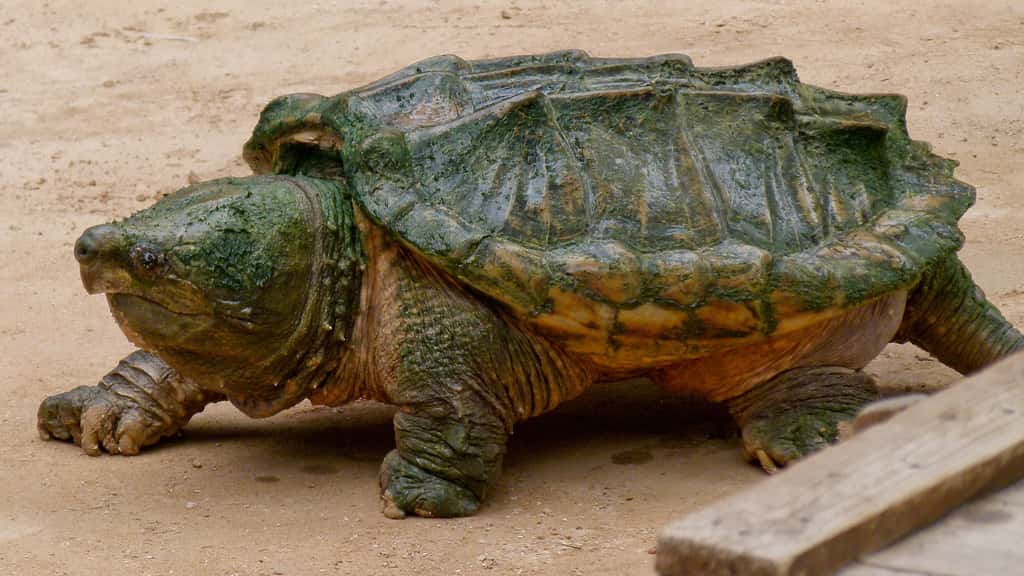 La tortue alligator et sa puissante mâchoire