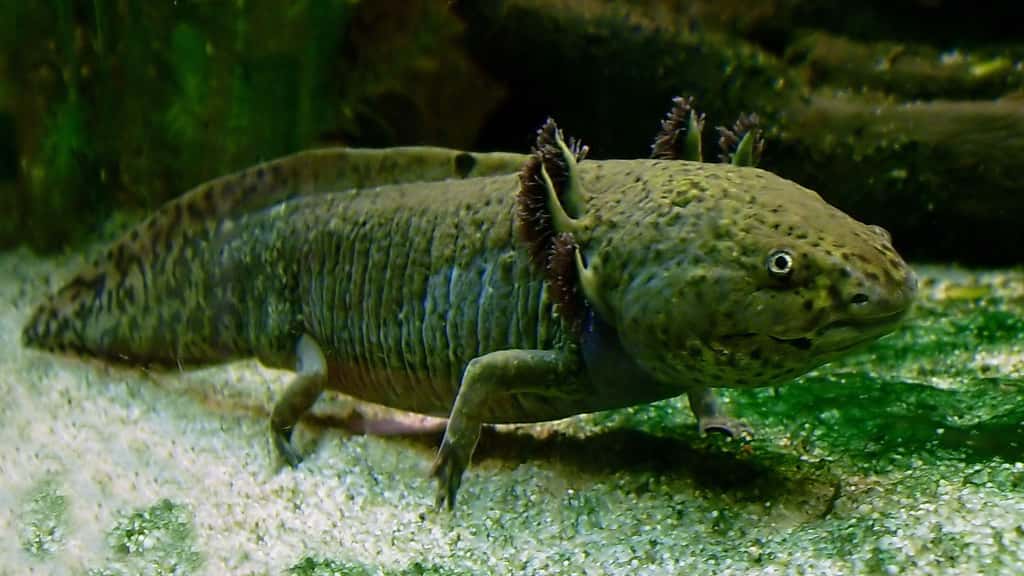 L'axolotl, un monstre d'eau