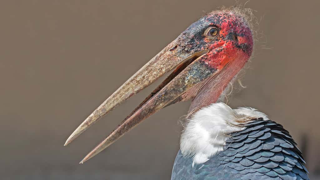 Le marabout d'Afrique, un mélange entre vautour et cigogne