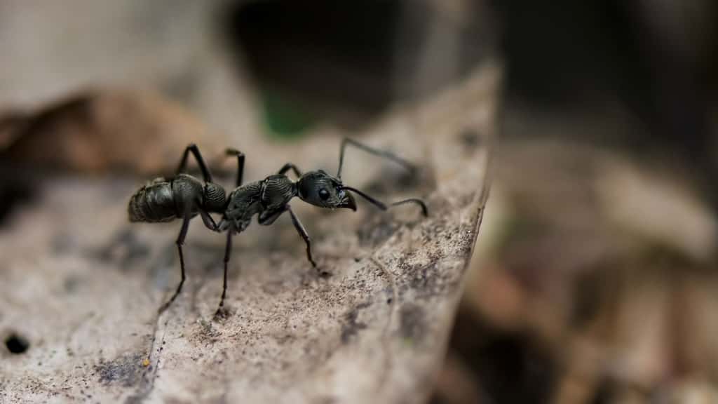 La myrmécologie, la science des fourmis