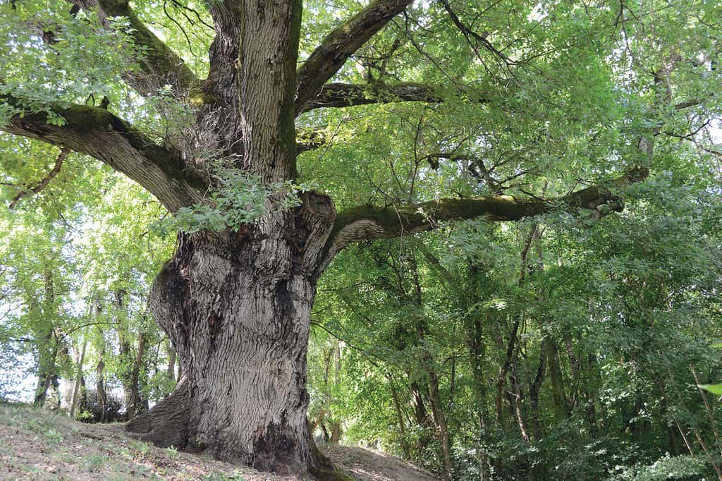 Le chêne d’Henri IV dans le Tar-et-Garonne