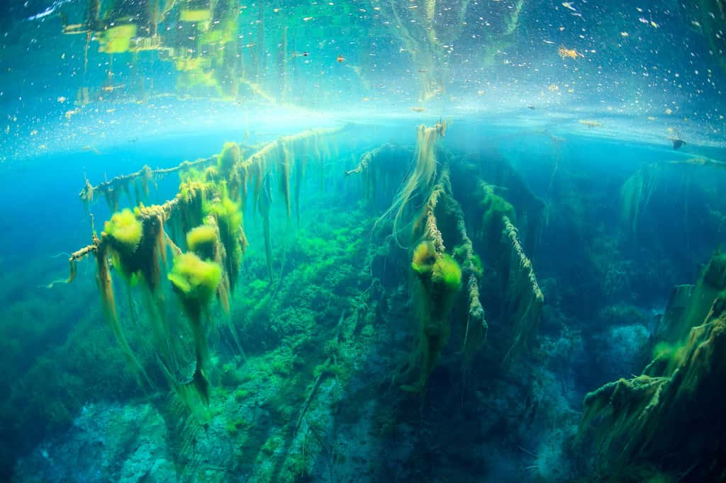 Les algues filamenteuses ou Halloween lacustre
