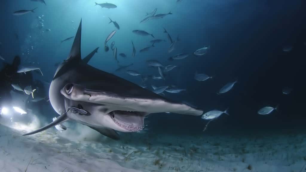 Le requin-marteau : une bonne Tête avec un grand T