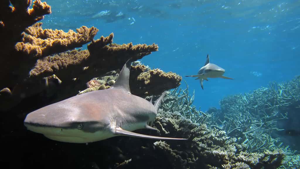 Le requin à pointes noires en Indo-Pacifique
