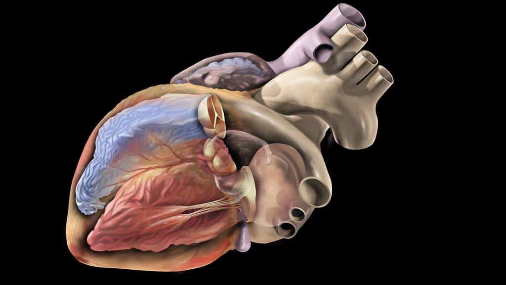 Dans cette illustration, le cœur gauche est coloré en rouge et le droit en bleu, en référence aux sangs qui transitent dans leurs cavités : le cœur gauche envoie du sang riche en oxygène dans l'organisme, tandis que le cœur droit reçoit le sang pauvre en oxygène. Trois valves cardiaques sont représentées : les valves auriculo-ventriculaires et la valve du tronc pulmonaire. © Patrick J. Lynch, CC by-sa 2.5