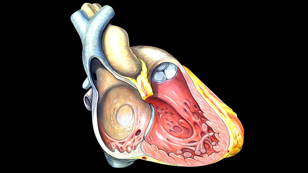 Anatomie du cœur droit