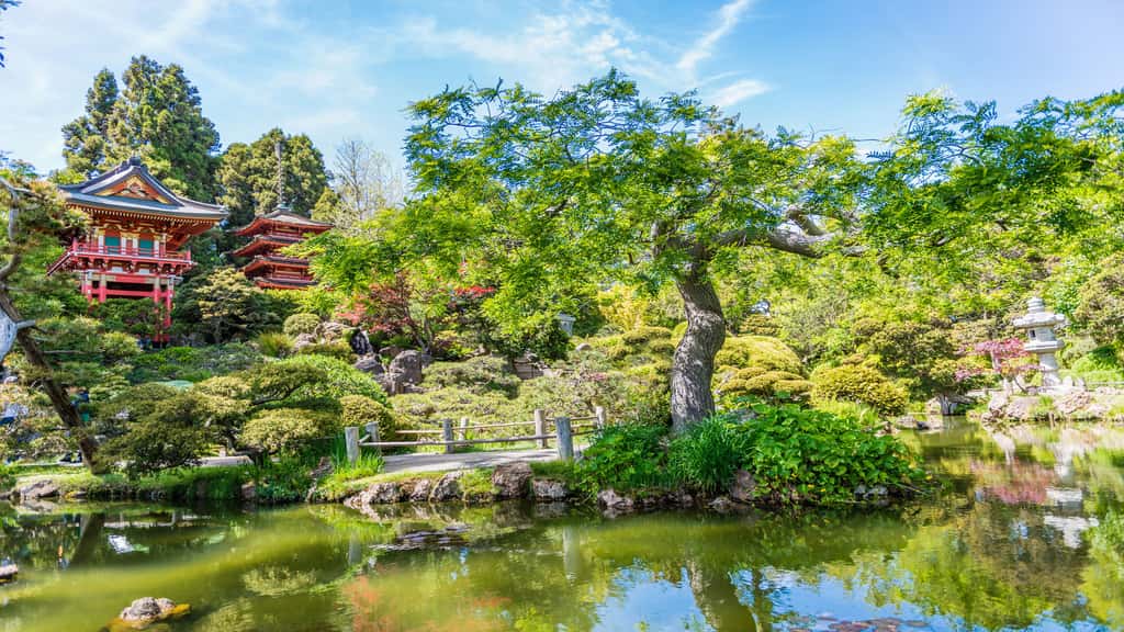 Le jardin japonais : prendre le thé à San Francisco