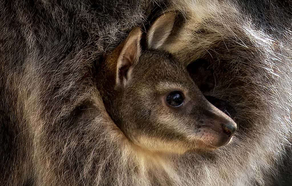 Le wallaby est un marsupial que l’on trouve en Australie. Comme le kangourou, son cousin, il termine son développement embryonnaire dans la poche de sa mère. Ainsi, dès 4 semaines de gestation, le wallaby vient au monde et suit lentement un chemin de salive laissé par sa mère pour le conduire jusqu’à la fameuse poche. De fait, la femelle wallaby, comme la femelle kangourou, ne porte toujours qu’un seul petit par grossesse.Toutefois, le wallaby est plus petit que le kangourou. Et son corps, plus compact, lui permet de se déplacer dans la forêt avec agilité. Mais il vit un peu moins longtemps — moins de 15 ans — que son cousin. © Pedro Jarque Krebs, tous droits réservés