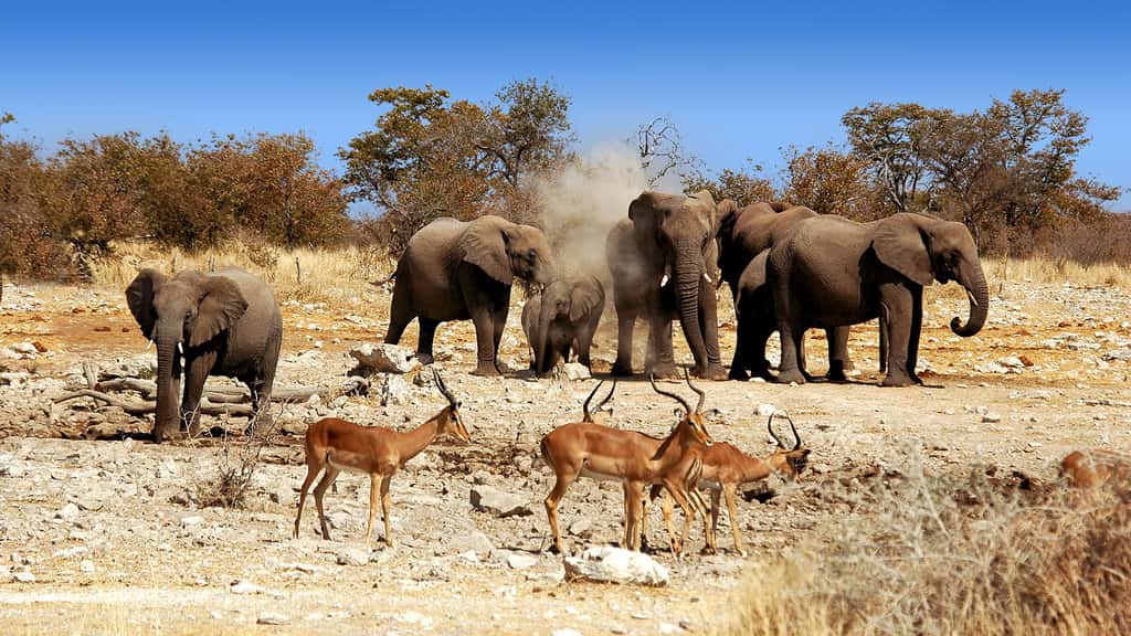 Le parc national d’Etosha et sa biodiversité d’une étonnante richesse