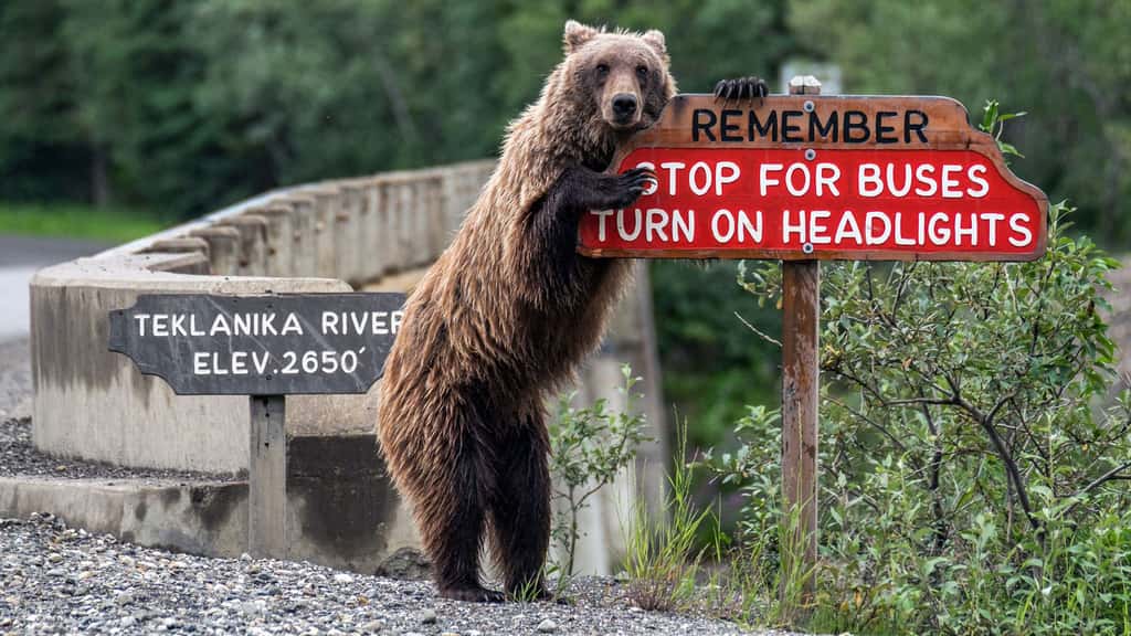 Soyez prudent ! Sur la route de Into the wild avec un ours