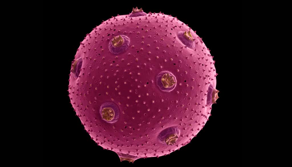 Le pollen de kohlrauschie velutina