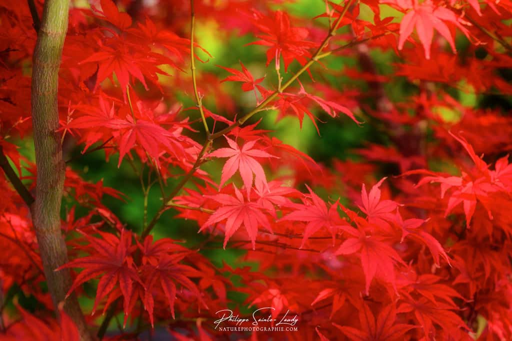 L'automne en rouge carmin
