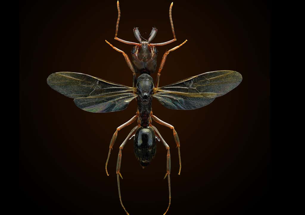 Une fourmi exotique extrêmement rapide