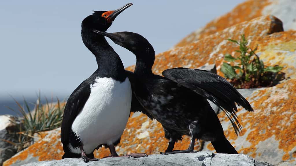 Le cormoran de Magellan, un oiseau de Patagonie