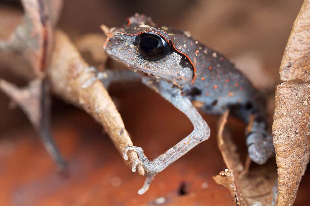 Leptobrachium abbotti, une grenouille aux grands yeux