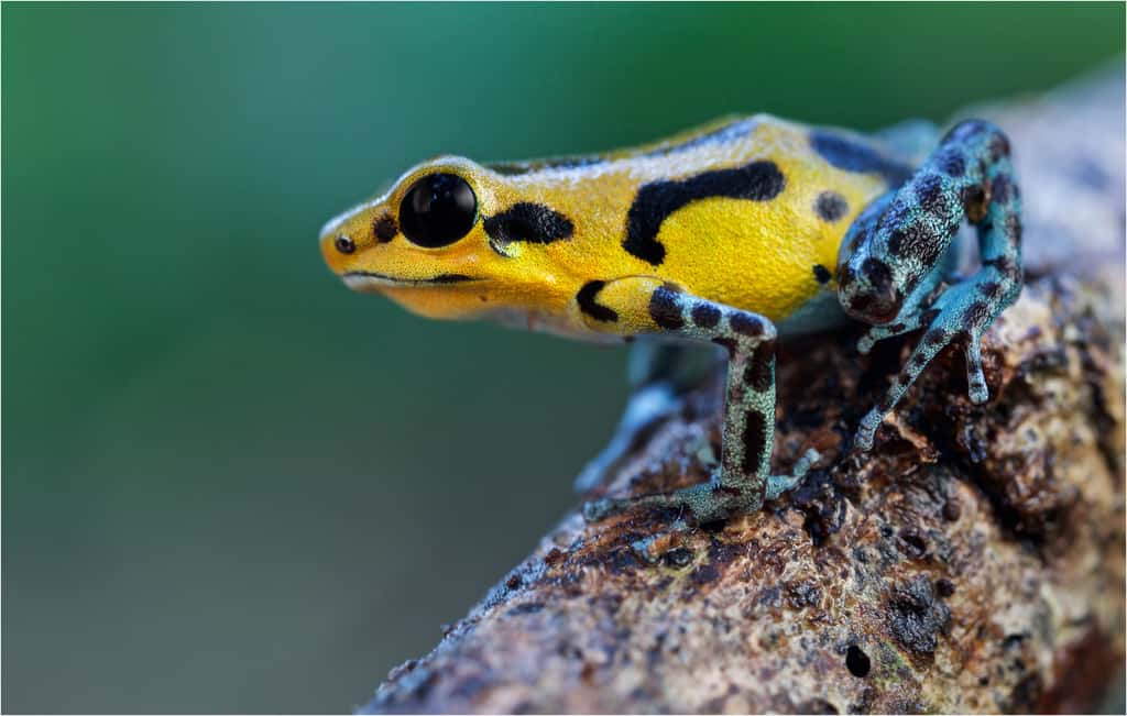 Oophaga pumilio, une grenouille aux couleurs variées