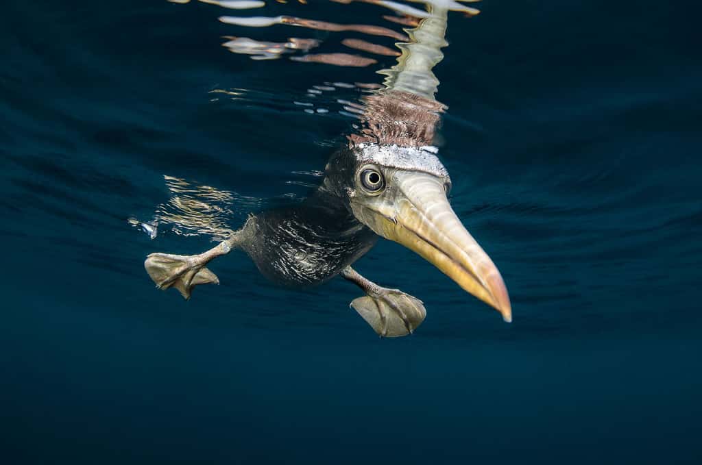 Le fou de Nazca, un oiseau marin des Galapagos
