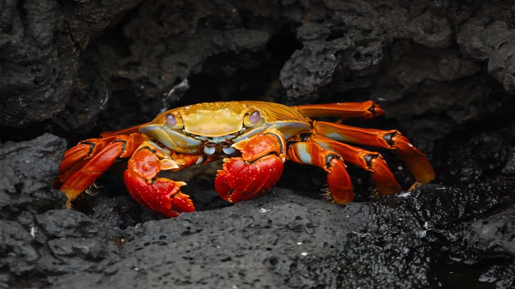 Le crabe Sally-pied-léger