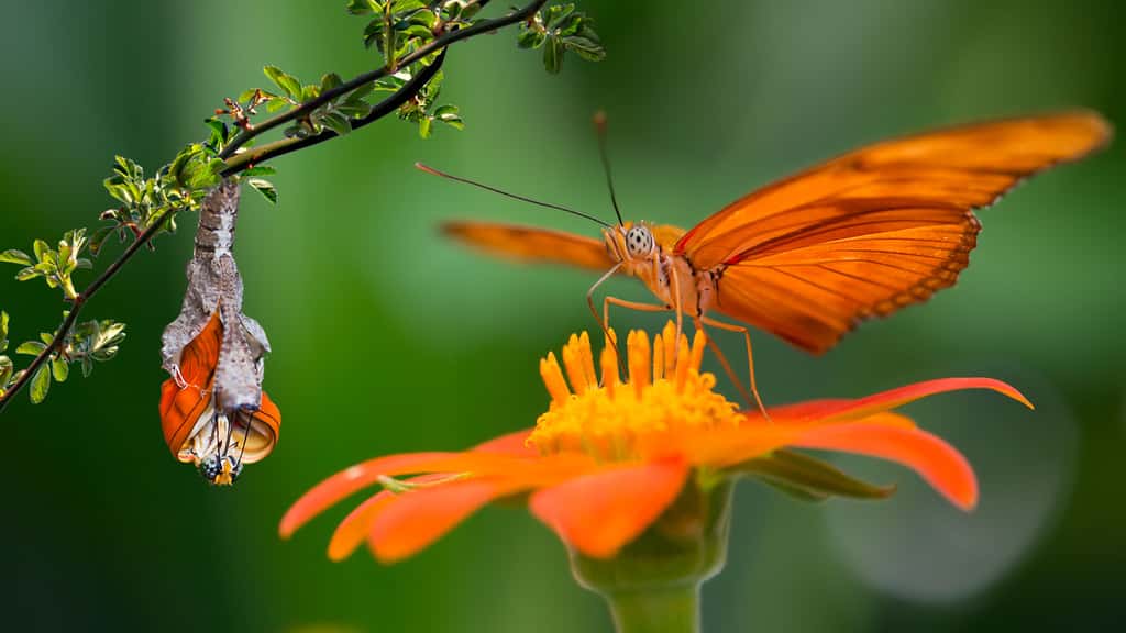 L'émergence d'un papillon flamboyant, le Dryas iulia