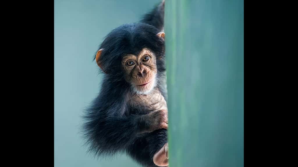 Le chimpanzé, notre plus proche parent