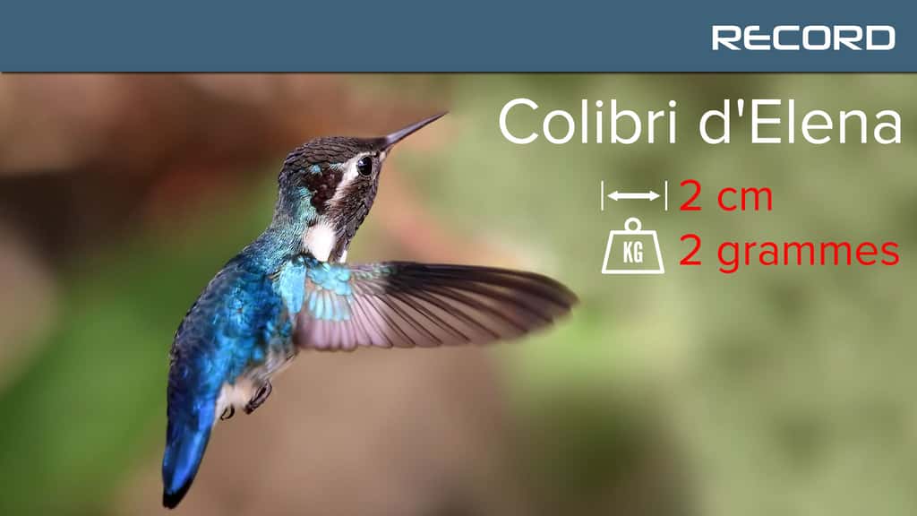 Le colibri d'Elena, un poids plume parmi les colibris