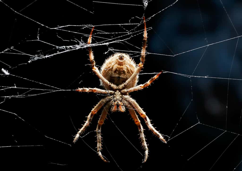 La soie super-résistante des araignées