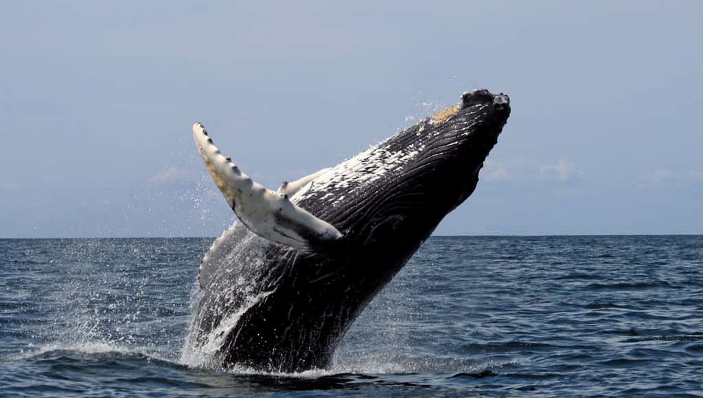 Des éoliennes imaginées à partir des nageoires des baleines
