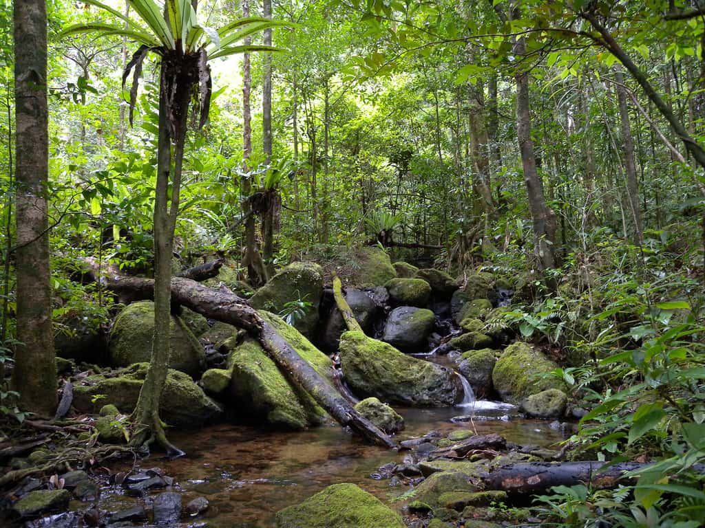 Dans les forêts des basses terres de Madagascar, une précieuse biodiversité