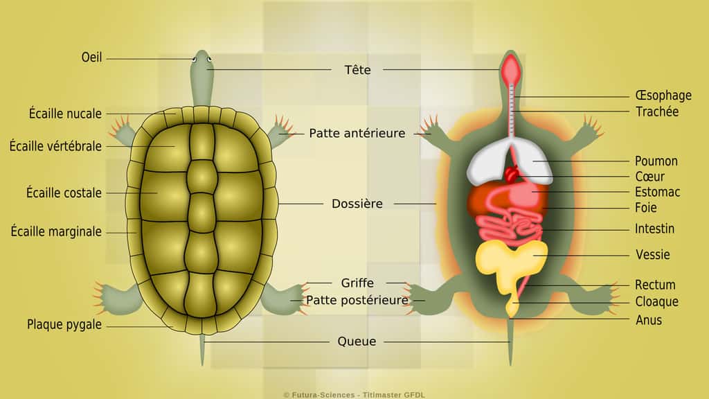 La carapace de la tortue est un organe vivant