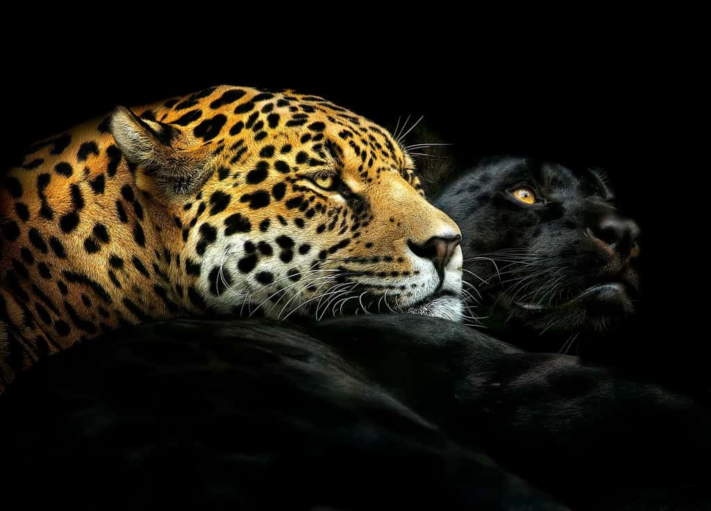 Un jaguar tacheté et un jaguar noir se reposent ensemble. © Pedro Jarque Krebs