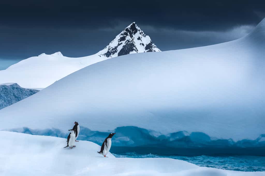Un manchot papou et un manchot à jugulaire ont visiblement repéré quelque chose, quelque part dans l'immensité blanche de l'Antarctique. © Marco Grassi, tous droits réservés