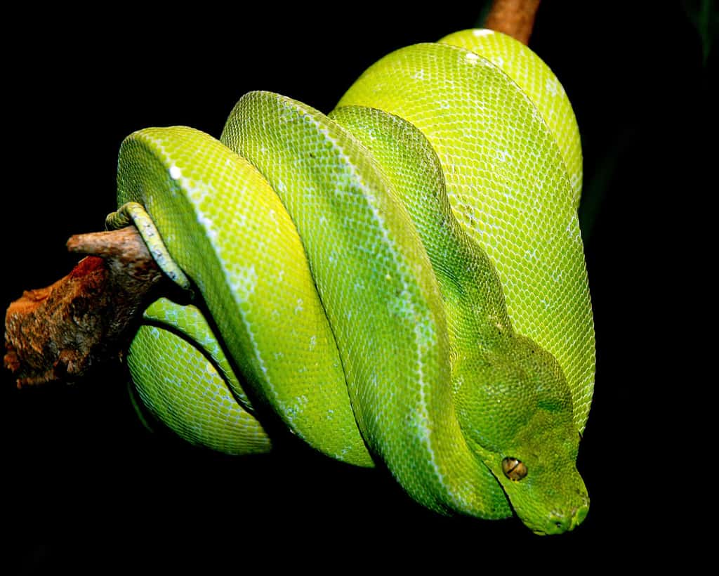 Morelia Viridis ou le très célèbre Python vert