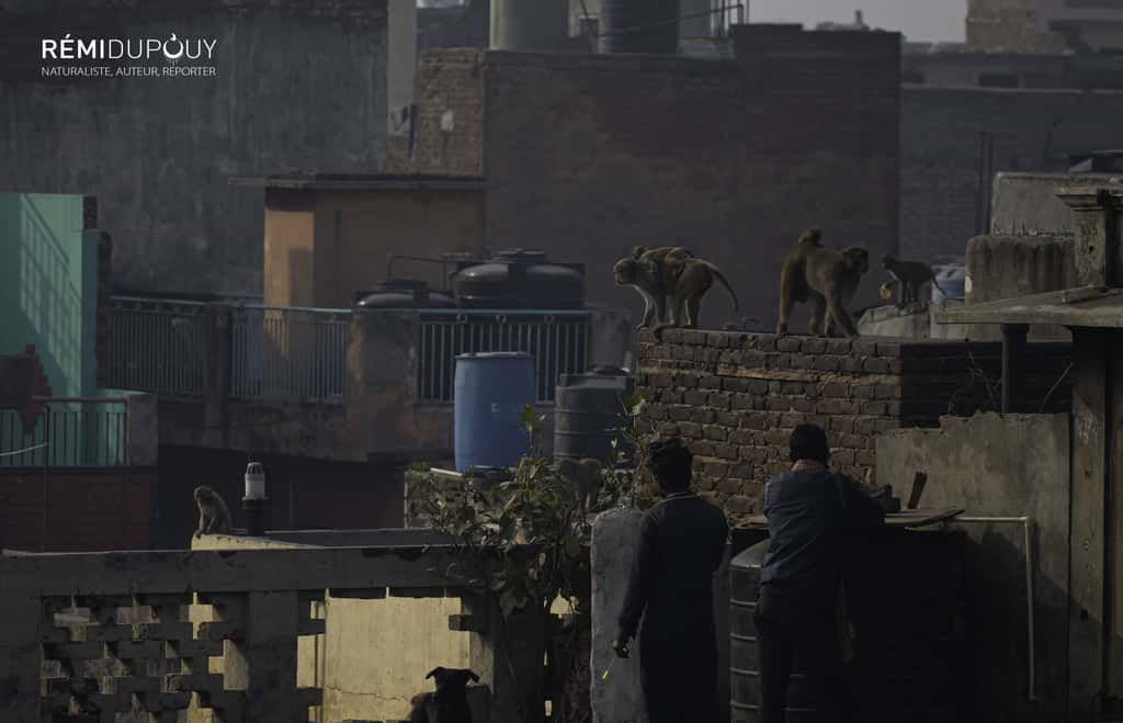 Inde : les toits de la tolérance pour les singes à New Delhi