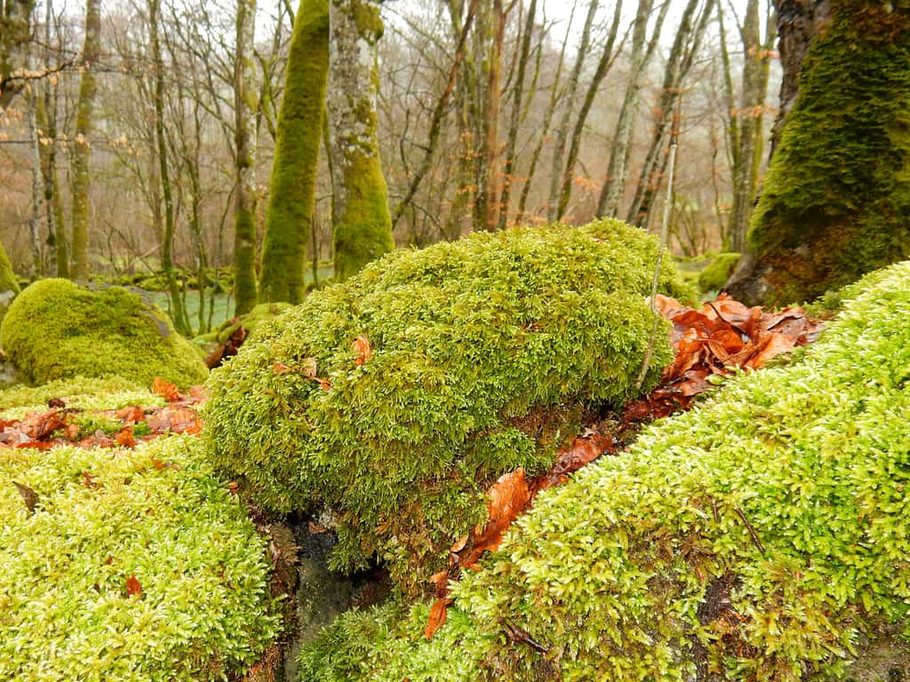 Eurhynchium striatum dans une forêt feuillue du Cantal