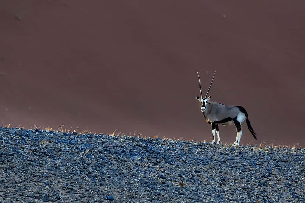 Oryx gazelle, le désert dans le sang