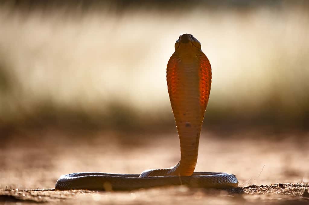Cobra, or et lumière pour un roi serpent