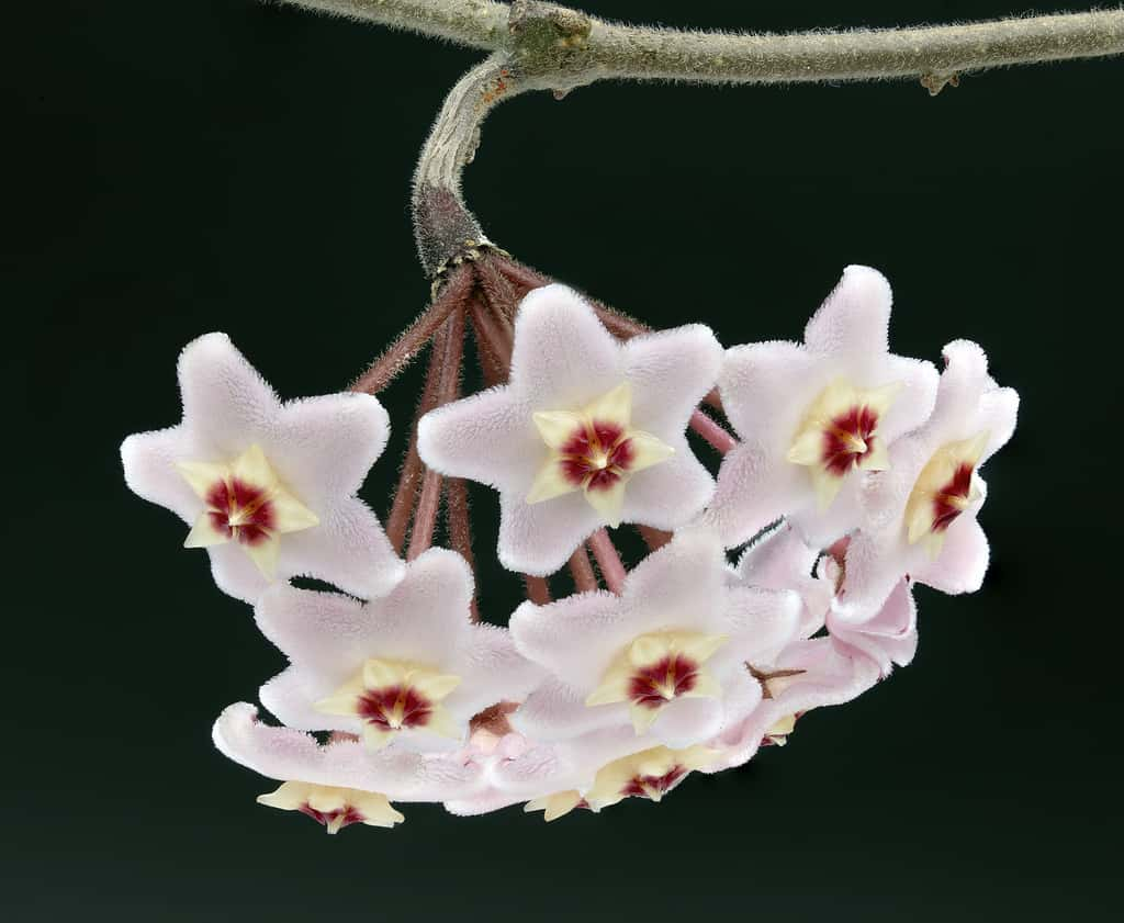 Fleur de porcelaine, l'hoya carnosa