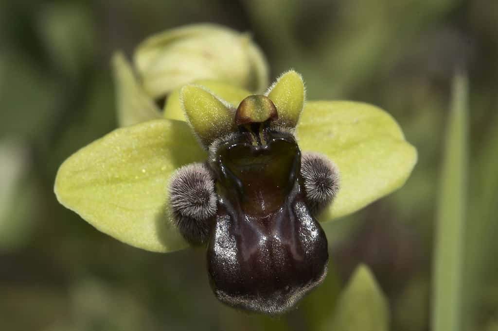 Un bourdon ? non, c'est l'orchidée Orphrys bombyliflora