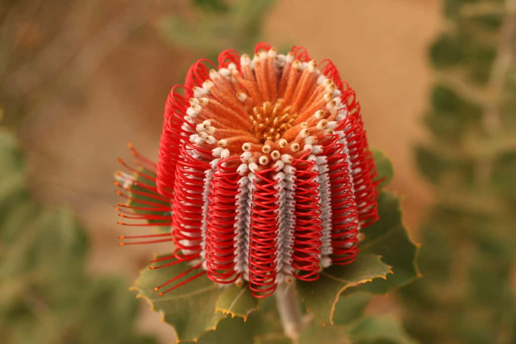 Scarlet bankia, sublime plante d'Australie