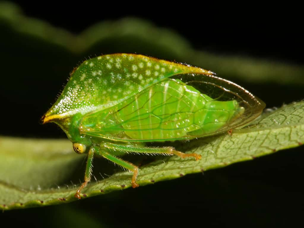 Ceresa taurina ou la cigale épineuse casquée