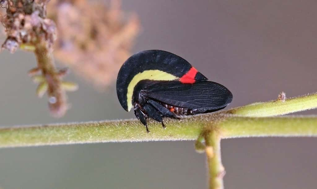 Le Membracis bucktoni très important pour les écosystèmes