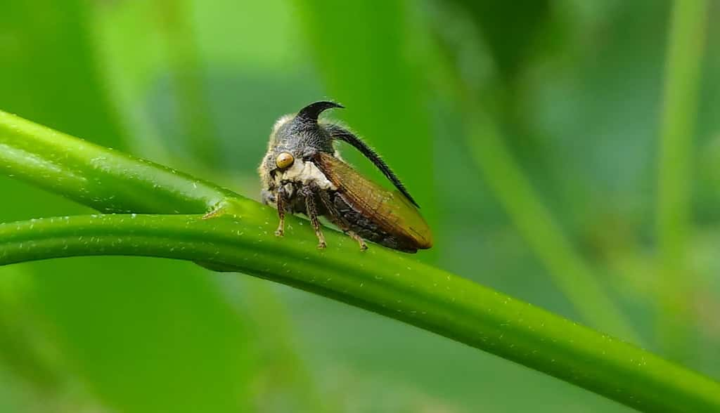 L'Oxyrachis tarandus duveteux et cornu