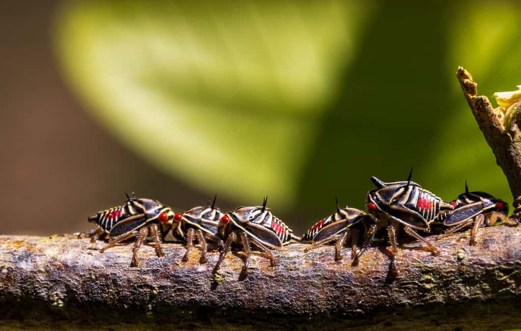 Le très spectaculaire Platycotis vittata aux yeux rouges