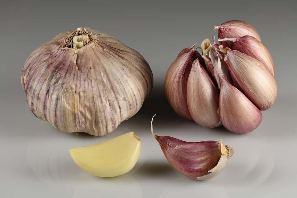 L’Ail – Le remède millénaire au cœur de nos cuisinesL’ail, ou Allium sativum, est l’une des plus anciennes plantes cultivées par l’Homme. Originaire d’Asie centrale, il est utilisé depuis plus de 5 000 ans. Les Égyptiens de l’Antiquité l’admiraient pour ses vertus médicinales et en nourrissaient même leurs ouvriers pendant la construction des pyramides, croyant qu’il leur donnait force et endurance. On retrouve sa trace dans les textes médicaux grecs, romains, indiens et chinois. Dès le Moyen Âge, l’ail est aussi utilisé comme remède contre la peste, et il devient un incontournable dans les cuisines d’Europe, du Moyen-Orient et d’Asie.Bienfaits pour la santéL’ail est célèbre pour ses puissantes propriétés médicinales, confirmées par la science moderne. Il contient un composé soufré actif, l’allicine, qui se forme lorsque la gousse est coupée ou écrasée. Ce composé est à l’origine de ses effets : antibactérien, antifongique et antiviral naturel - Stimule le système immunitaire - Réduit la tension artérielle et le cholestérol - Prévient certains cancers grâce à ses antioxydants - Protège le cœur et les vaisseaux sanguins.© Ivar Leidus, Wikimedia Commons, CC 4.0