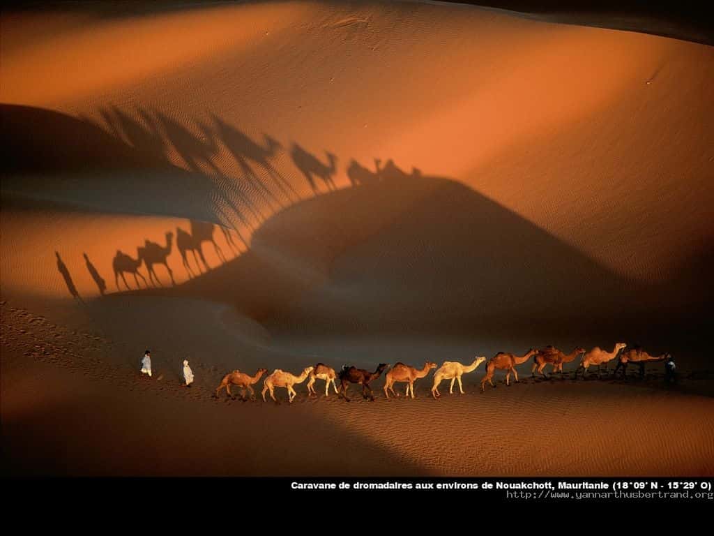 Mauritanie - Caravane de dromadaires aux environs de Nouakchott