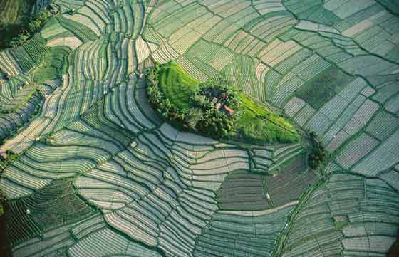 Indonésie : ilôt dans les rizières en terrasses de Bali